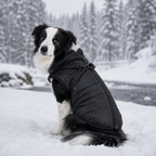 [Photo provisoire] Chien dans la neige avec le manteau noir