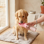 Golden retriever buvant dans la gourde 3-en-1 rose, assis sur un tapis en lin dans un intérieur lumineux