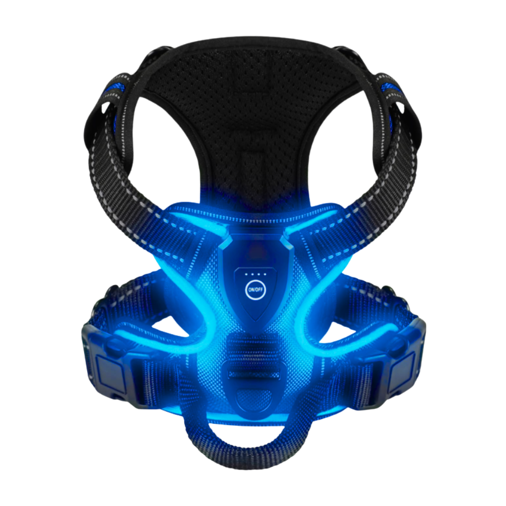 Harnais lumineux LED Chez Milo, lumière bleue