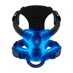 Harnais lumineux LED Chez Milo, lumière bleue