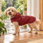 Cockapoo en imperméable à capuche rouge bordeaux sur le pas de la porte, sous la pluie