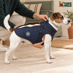 On enfile le manteau à harnais intégré sur le chien