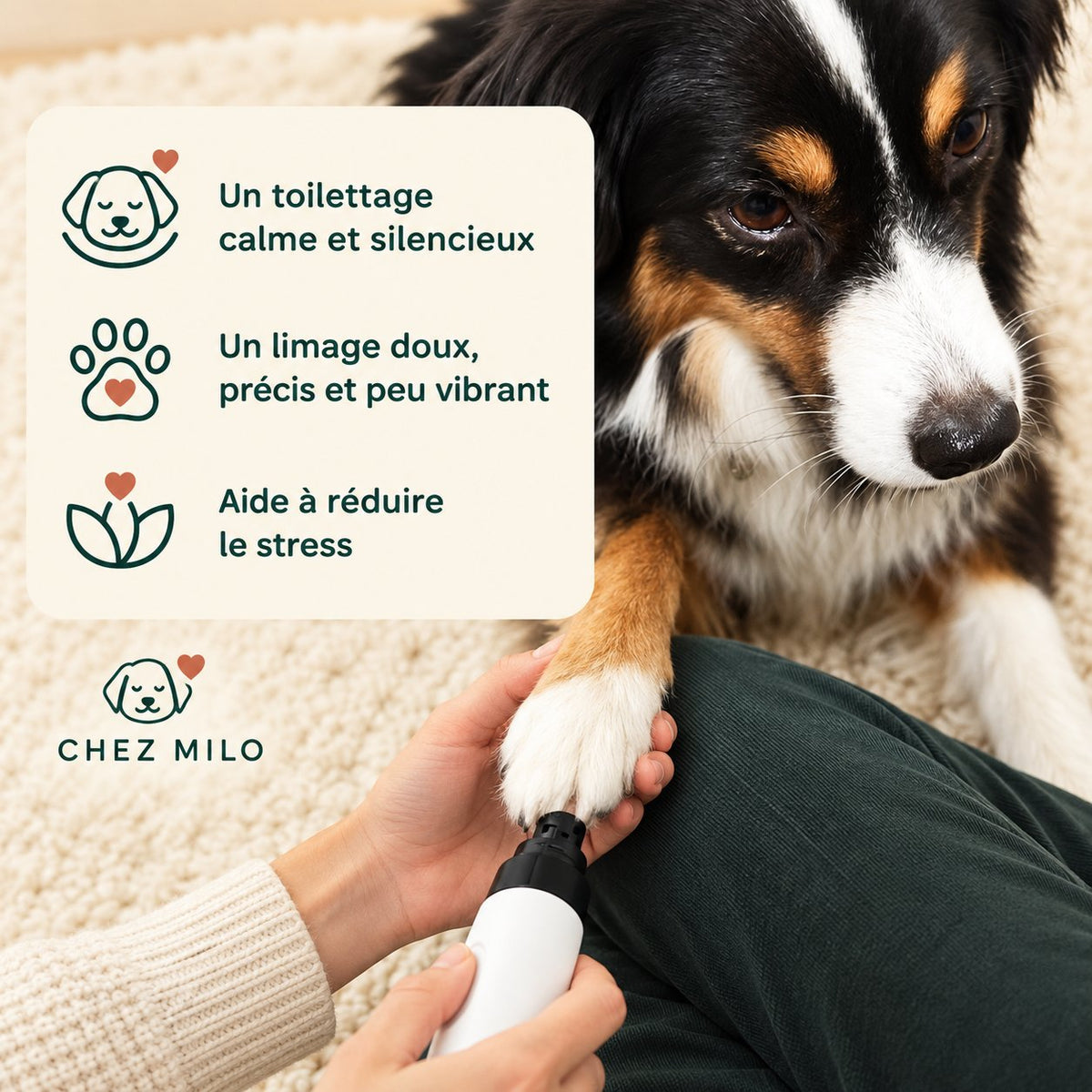 Chien calme sur un tapis pendant le ponçage des griffes