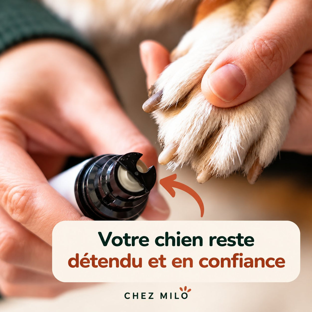 Ponceuse approchée d’une patte : votre chien reste détendu et en confiance