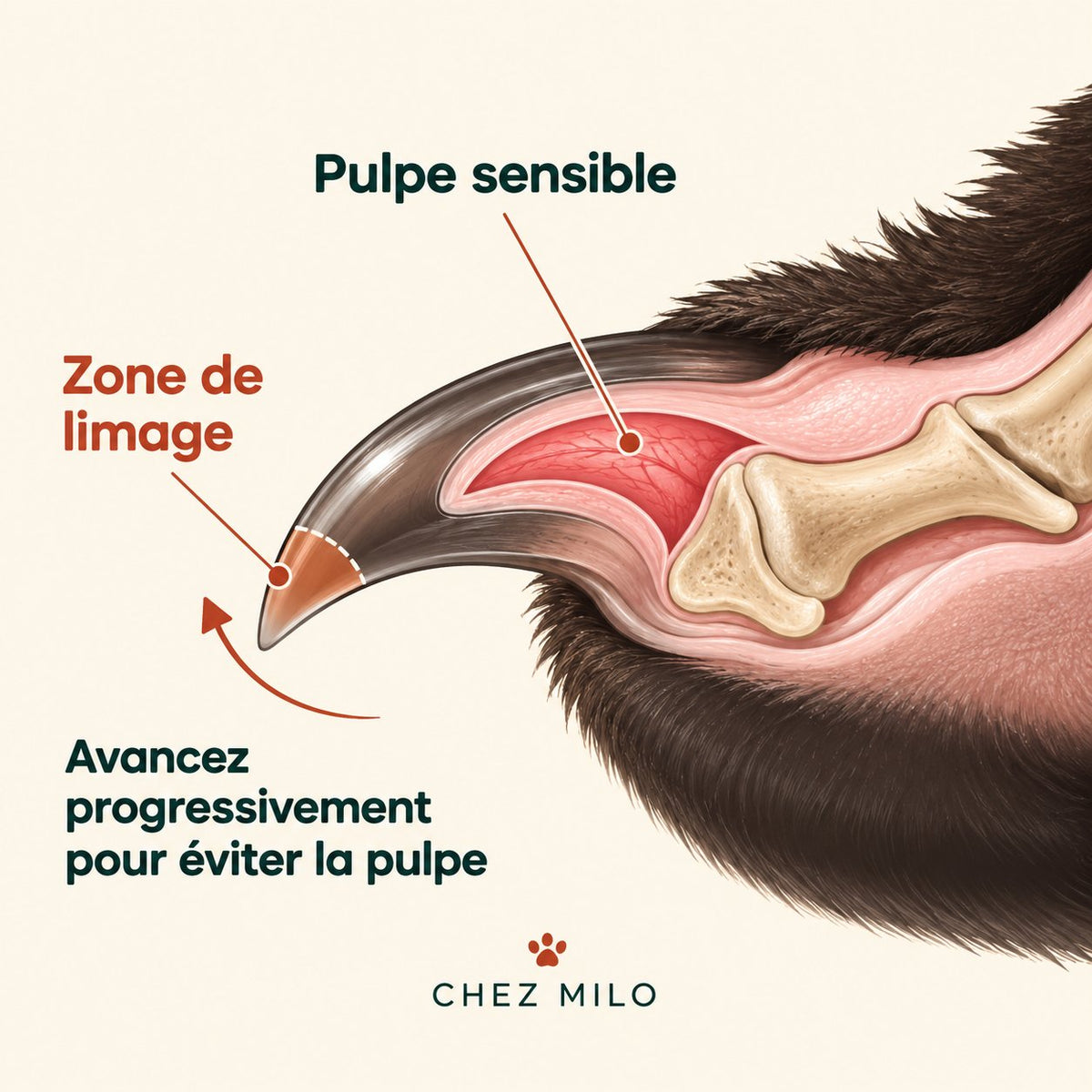 Schéma de la griffe : zone de limage et pulpe sensible