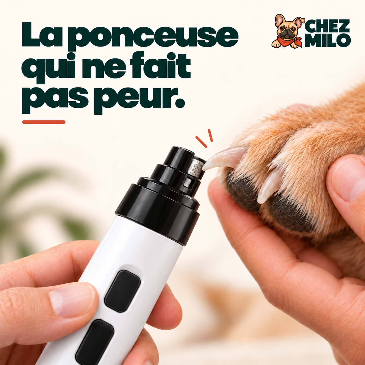 La ponceuse qui ne fait pas peur : ponceuse Chez Milo contre la griffe d’un chien